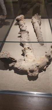 Visita al museo del Delta Antico (3/19)